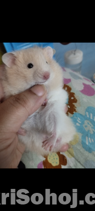 Syrian cream and white banded Hamster